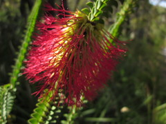 Melaleuca transversa