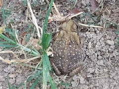 Rhinella horribilis