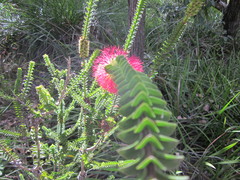 Melaleuca transversa