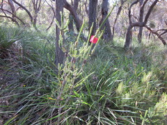 Melaleuca transversa