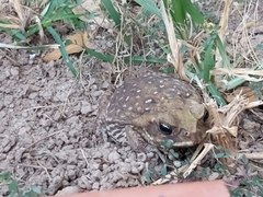 Rhinella horribilis