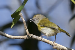 Hylophilus thoracicus