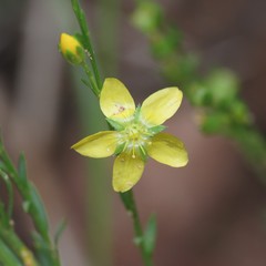 Linum neomexicanum