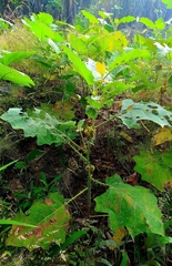 Solanum hirtum