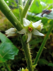 Solanum hirtum