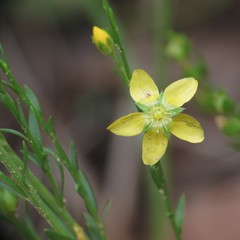Linum neomexicanum