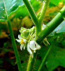 Solanum hirtum