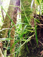 Prosthechea ochracea