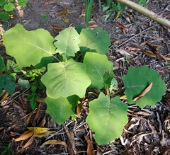 Solanum hirtum