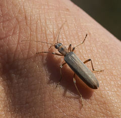 Copidita quadrimaculata