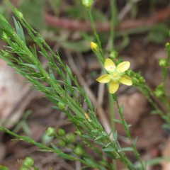 Linum neomexicanum