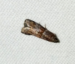 Moodna ostrinella