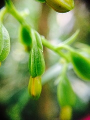 Prosthechea ochracea