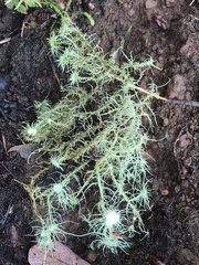 Usnea quasirigida