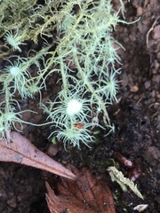 Usnea quasirigida