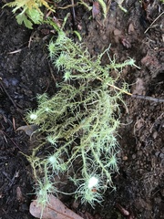 Usnea quasirigida