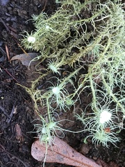 Usnea quasirigida