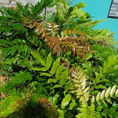 Andira