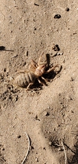 Eremobatinae