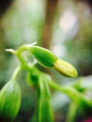 Prosthechea ochracea