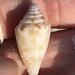 Dusky Cone - Photo (c) Susan J. Hewitt, some rights reserved (CC BY-NC)