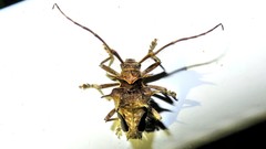 Megabasis speculifera