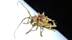 Megabasis speculifera