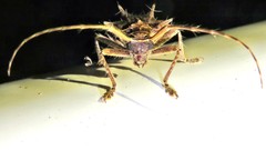 Megabasis speculifera