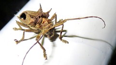 Megabasis speculifera