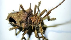 Megabasis speculifera