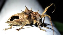 Megabasis speculifera