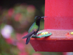 Eupherusa nigriventris