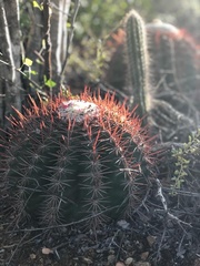 Melocactus macracanthos