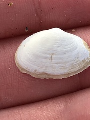 Cryptomya californica