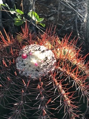 Melocactus macracanthos