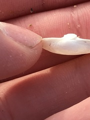 Cryptomya californica