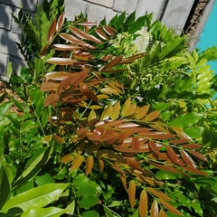 Andira