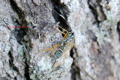 Cryptanura septentrionalis
