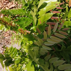 Andira