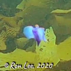 Sagaminopteron ornatum