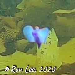 Sagaminopteron ornatum