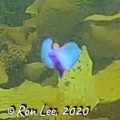 Sagaminopteron ornatum