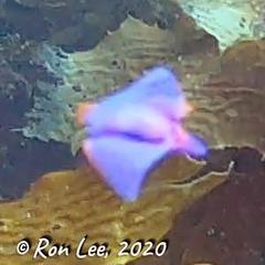 Sagaminopteron ornatum
