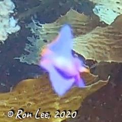 Sagaminopteron ornatum