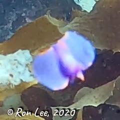 Sagaminopteron ornatum