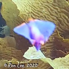 Sagaminopteron ornatum