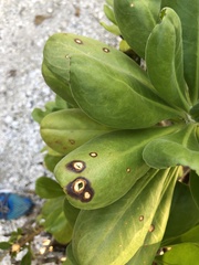 Mycosphaerella scaevolae