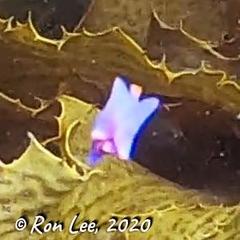 Sagaminopteron ornatum