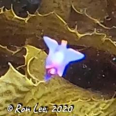 Sagaminopteron ornatum