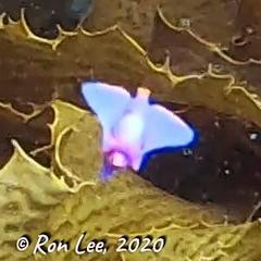 Sagaminopteron ornatum